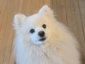 Bella