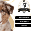 Chéster Mobile Pets Grooming - West Harrison, NY