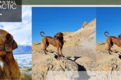 Request Quote: Coast Range Animal Chiropractic  - Dayton, OR