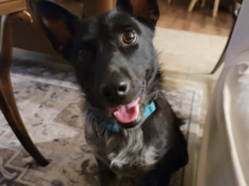 Miss Mattie for a 2 week stay