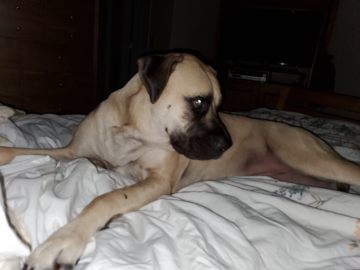 Super Snuggler... Lola who takes up the whole bed!