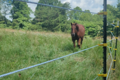 Request Quote: Woofters Pet Transport  - New Straitsville, OH