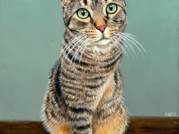 Tripod tabby cat pet portrait on canvas