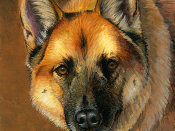 Belgian Malinois pet portrait painting