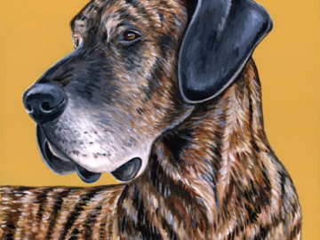 Painting of a Brindle Great Dane dog