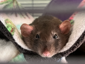 Cosmo the Dwarf Rat