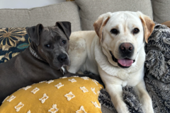 Request Quote: Susan Judge - Holistic Pet Health Coach Nutritionist - Nationwide