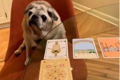 Request Quote: Tanya Nicholas - Animal Whisperer and Healer - Nationwide