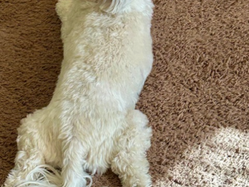 Muffins Animal Reiki Session