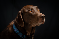 Request Quote: Agile Imaging - Pet Photographer - Littleton, CO