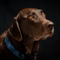 Agile Imaging - Pet Photographer - Littleton, CO