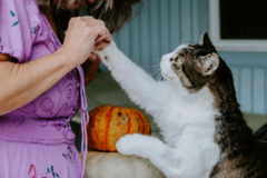 Request Quote: Connie Klar - Animal Communicator and Healer  - Nationwide