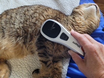 red light therapy on a cat
