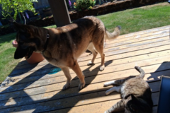 Request Quote: DayKara Pet Care and Transport - Newberg, OR