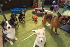 Request Quote: Rossys Pet Care Services - Dog Walking, Boarding, Daycare - Denver, CO