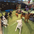Rossys Pet Care Services - Dog Walking, Boarding, Daycare - Denver, CO