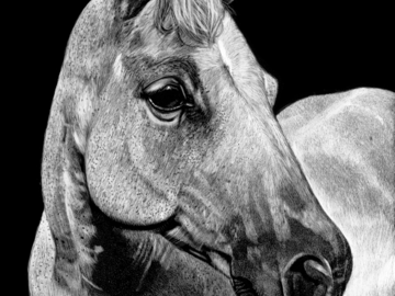 Horse Portrait ‘Deuce’ 