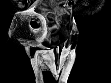 Cow Portrait ‘Smooch’