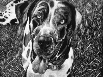 Dog Portrait ‘Meeka’