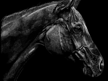 Horse Portrait ‘Bishop’