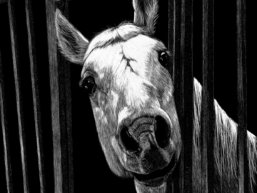 Horse Portrait ‘Balloo’