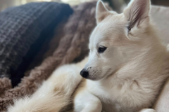 Request Quote: Joyful Pet Portraits - Pet Photography - Temple, TX