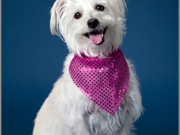 Shayna Maltese mix at the studio for her portrait.