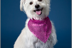 Request Quote: Camera Creations Photography - Pet Photographer - West Hollywood, CA