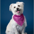 Camera Creations Photography - Pet Photographer - West Hollywood, CA
