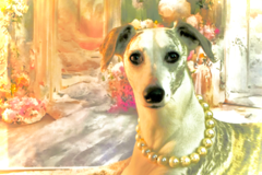 Request Quote: Pro Handler and In Home Pet Sitting - Cranberry Township, PA