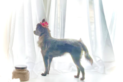 Request Quote: Expert Animal Handler for Weddings and Events - Cranberry Township, PA