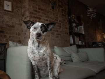 Joni at her beautiful home - at-home photoshoot