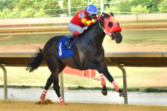 Request Quote: Pet Portraiture Photography - Cranberry Township, PA