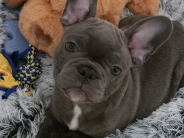 Puppy Training