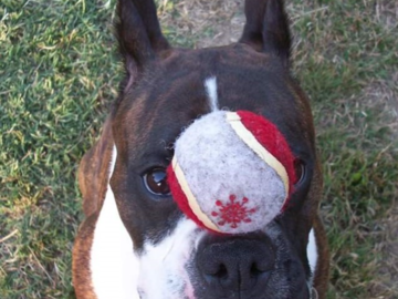 Trick Training