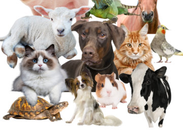Pet Psychic for All Animals