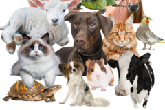 Request Quote: Receive Spiritually Channeled Messages From Your Pet - Nationwide