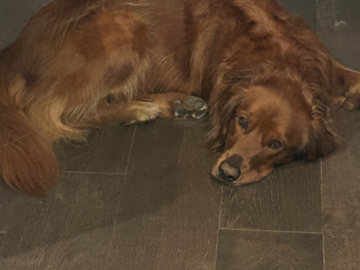 This is my golden, Captain