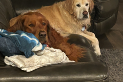 Request Quote: Laura Westphal Stoskopf - Flight Nanny - Nationwide