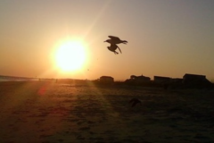 Request Quote: Pet Whisperer Dog Walks and Pet Rides - Simpsonville, SC