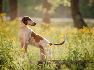 A mixed breed hound dog stands in a field of yellow wildflowers.