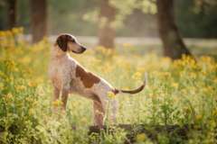 Request Quote: Atlanta Dog & Equine Photographer - Rutledge, GA