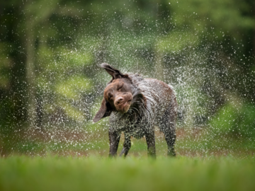 A chocolate labrador shakes off water standing on green grass with water droplets flying in every direction.