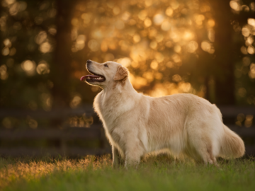 A Golden Retriever stands looking to the left while golden hour sunlight filters through the trees in the background. 