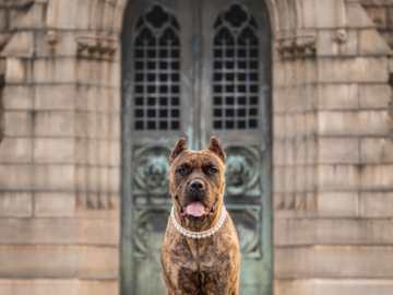 A cane corso stands centered in front of a unique aged copper door with a stone ornate building.