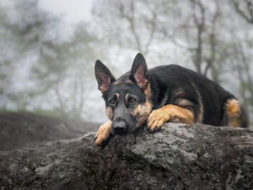 A German Shepherd perches on a rocky outcrop at the top of a mountain with foggy tress in the background.