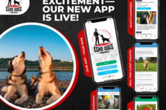 Request Quote: Echo Dogs Training - Accepting New Clients  - Malvern, PA