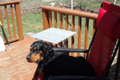 Request Quote: Mutts n More Dog Obedience Training - Fountain, MI