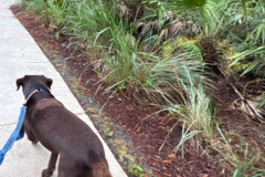 Request Quote: Overnight Pet Care Sitting Services  - Riviera Beach, FL