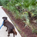 Overnight Pet Care Sitting Services  - Riviera Beach, FL